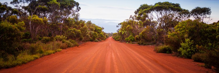 A winding dirt road flanked by tall green trees and shrubs under a clear sky, leading into a serene, natural landscape.